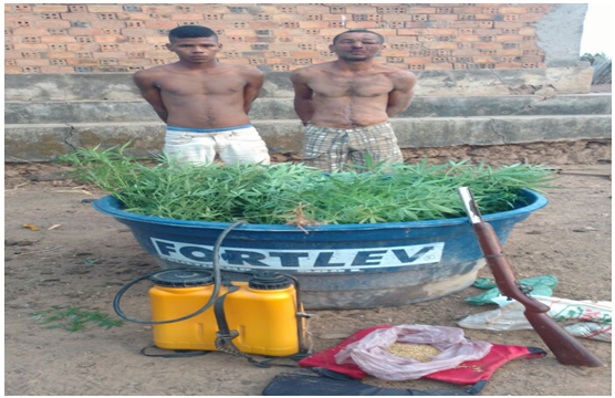 Foto de PM prende plantadores de Maconha no povoado Tubarão-Alcântara